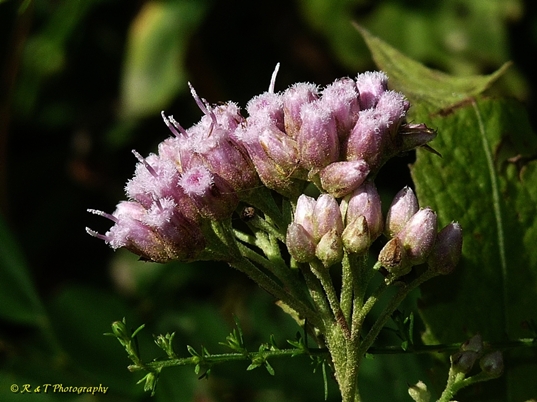 {Pluchea camphorata}